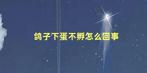 鸽子下蛋不孵怎么回事