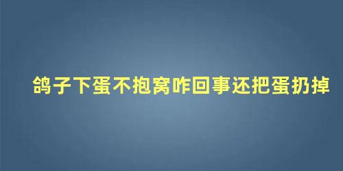鸽子下蛋不抱窝咋回事还把蛋扔掉
