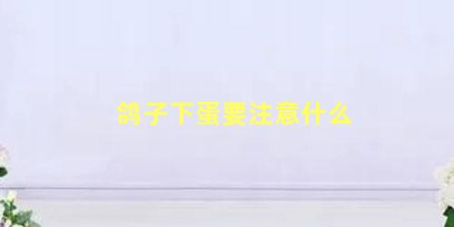 鸽子下蛋要注意什么