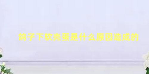 鸽子下软壳蛋是什么原因造成的