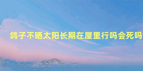 鸽子不晒太阳长期在屋里行吗会死吗