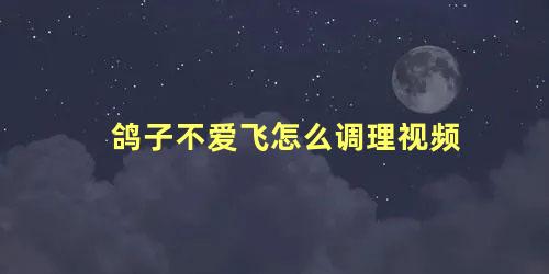 鸽子不爱飞怎么调理视频