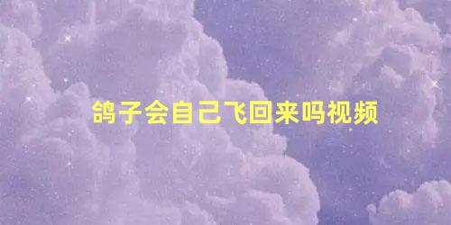鸽子会自己飞回来吗视频