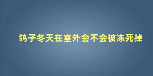 鸽子冬天在室外会不会被冻死掉