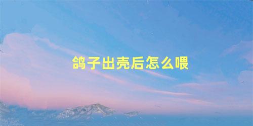 鸽子出壳后怎么喂