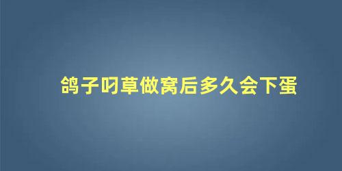 鸽子叼草做窝后多久会下蛋