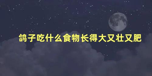 鸽子吃什么食物长得大又壮又肥
