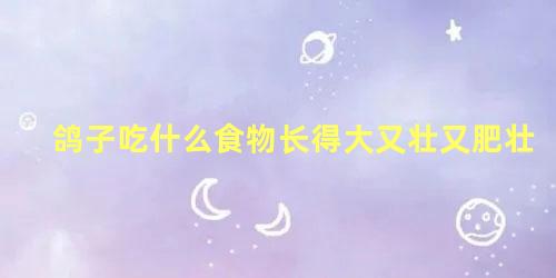 鸽子吃什么食物长得大又壮又肥壮