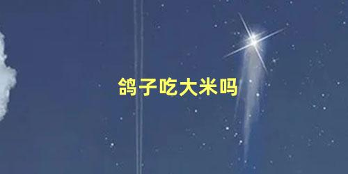 鸽子吃大米吗
