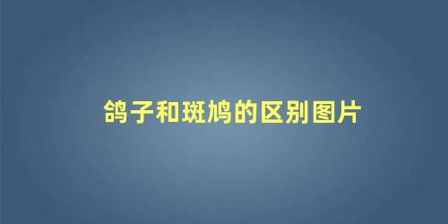 鸽子和斑鸠的区别图片