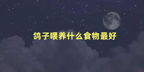 鸽子喂养什么食物最好