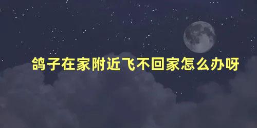 鸽子在家附近飞不回家怎么办呀
