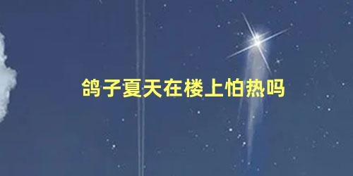 鸽子夏天在楼上怕热吗