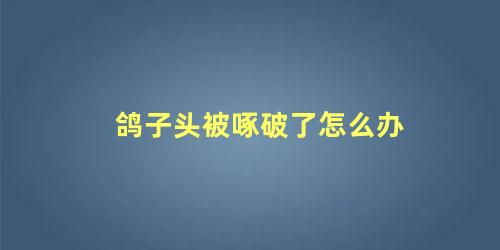 鸽子头被啄破了怎么办