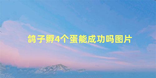 鸽子孵4个蛋能成功吗图片
