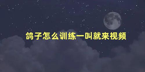 鸽子怎么训练一叫就来视频