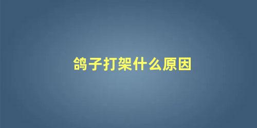 鸽子打架什么原因