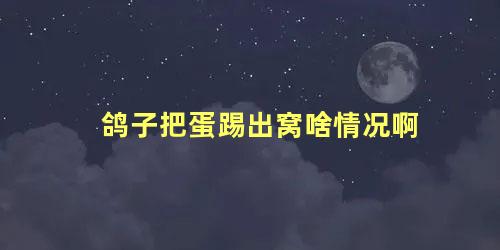 鸽子把蛋踢出窝啥情况啊