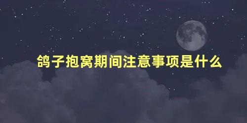 鸽子抱窝期间注意事项是什么