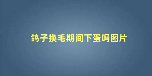 鸽子换毛期间下蛋吗图片
