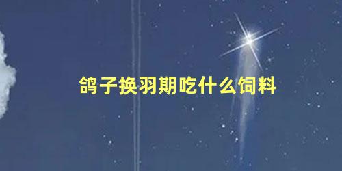 鸽子换羽期吃什么饲料