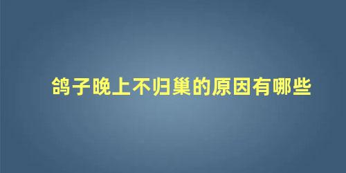 鸽子晚上不归巢的原因有哪些