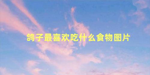 鸽子最喜欢吃什么食物图片