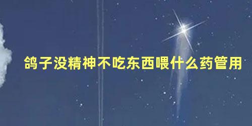 鸽子没精神不吃东西喂什么药管用