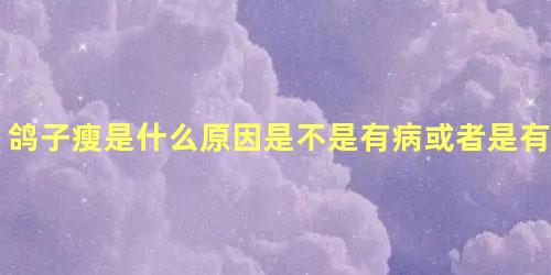 鸽子瘦是什么原因是不是有病或者是有虫