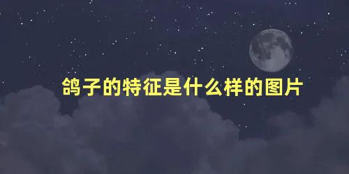 鸽子的特征是什么样的图片