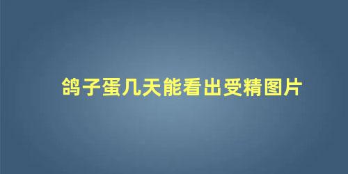 鸽子蛋几天能看出受精图片
