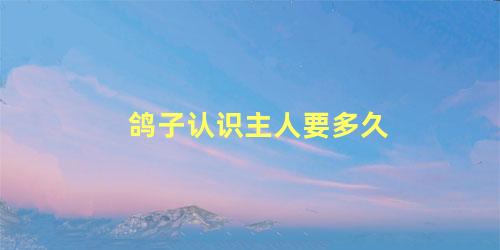 鸽子认识主人要多久