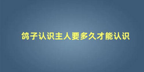 鸽子认识主人要多久才能认识