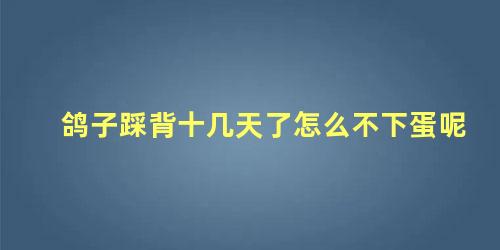 鸽子踩背十几天了怎么不下蛋呢