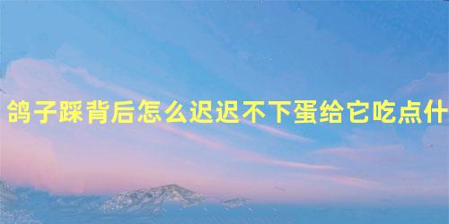 鸽子踩背后怎么迟迟不下蛋给它吃点什么