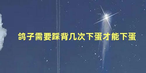 鸽子需要踩背几次下蛋才能下蛋