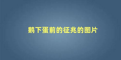 鹅下蛋前的征兆的图片