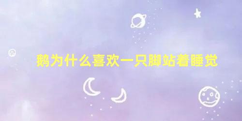 鹅为什么喜欢一只脚站着睡觉
