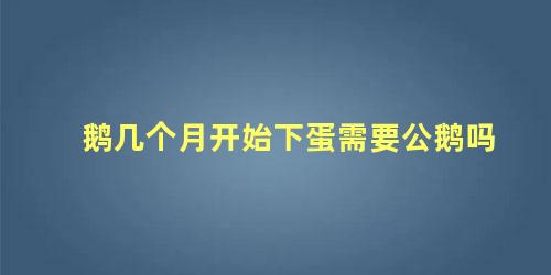 鹅几个月开始下蛋需要公鹅吗
