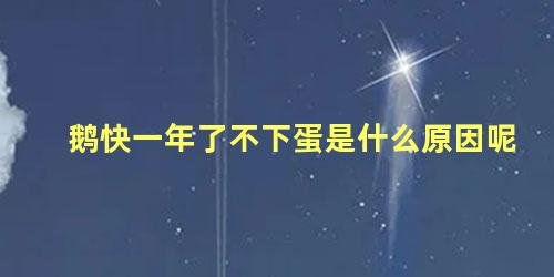 鹅快一年了不下蛋是什么原因呢
