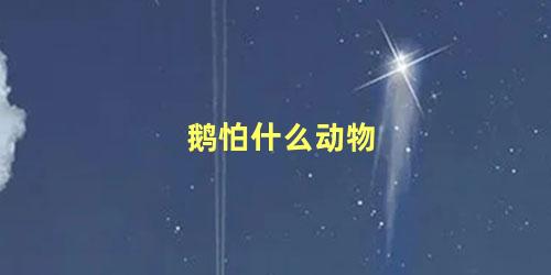 鹅怕什么动物