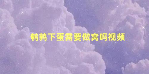 鹌鹑下蛋需要做窝吗视频