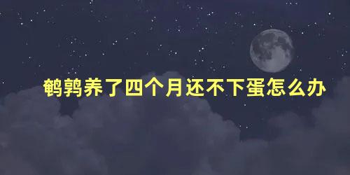 鹌鹑养了四个月还不下蛋怎么办