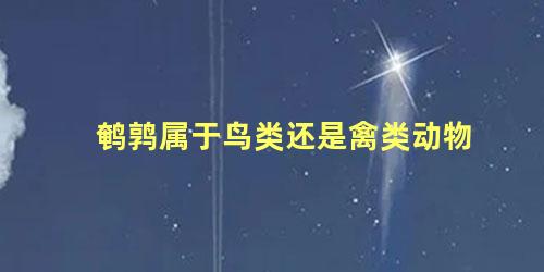 鹌鹑属于鸟类还是禽类动物