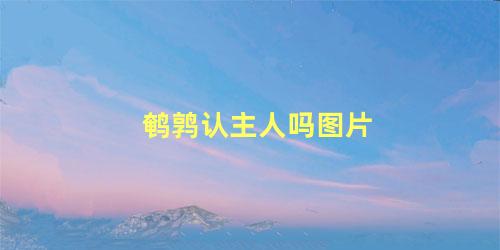 鹌鹑认主人吗图片