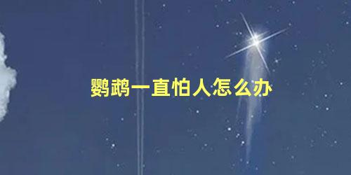 鹦鹉一直怕人怎么办