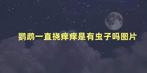 鹦鹉一直挠痒痒是有虫子吗图片