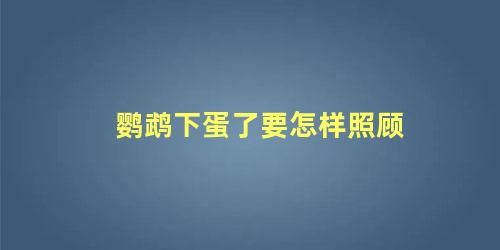 鹦鹉下蛋了要怎样照顾