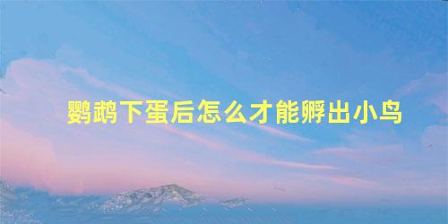 鹦鹉下蛋后怎么才能孵出小鸟