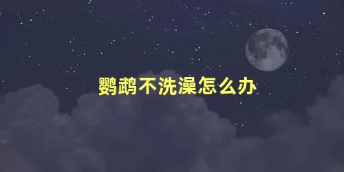 鹦鹉不洗澡怎么办
